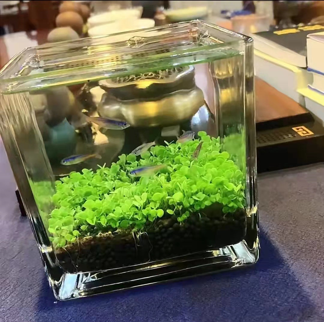 Ecological Fish Bottle Aquarium - Miniature Glass Tank