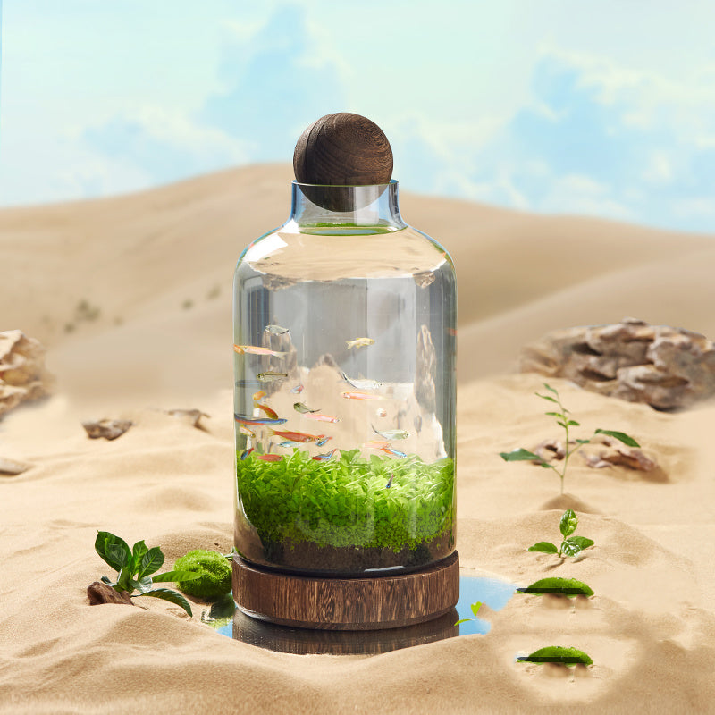Ecological Fish Bottle Aquarium - Miniature Glass Tank