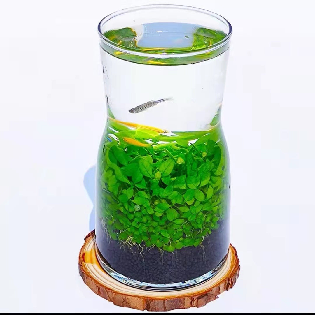 Ecological Fish Bottle Aquarium - Miniature Glass Tank