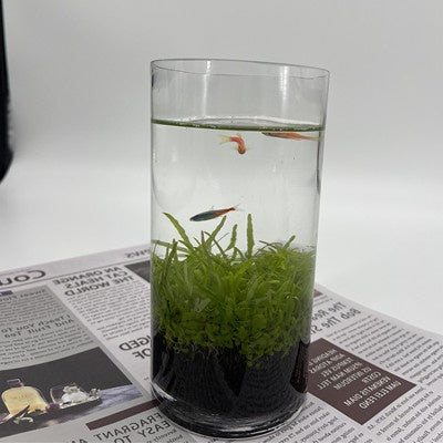 Ecological Fish Bottle Aquarium - Miniature Glass Tank