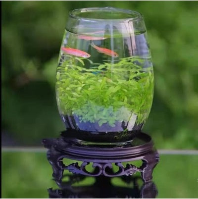 Ecological Fish Bottle Aquarium - Miniature Glass Tank