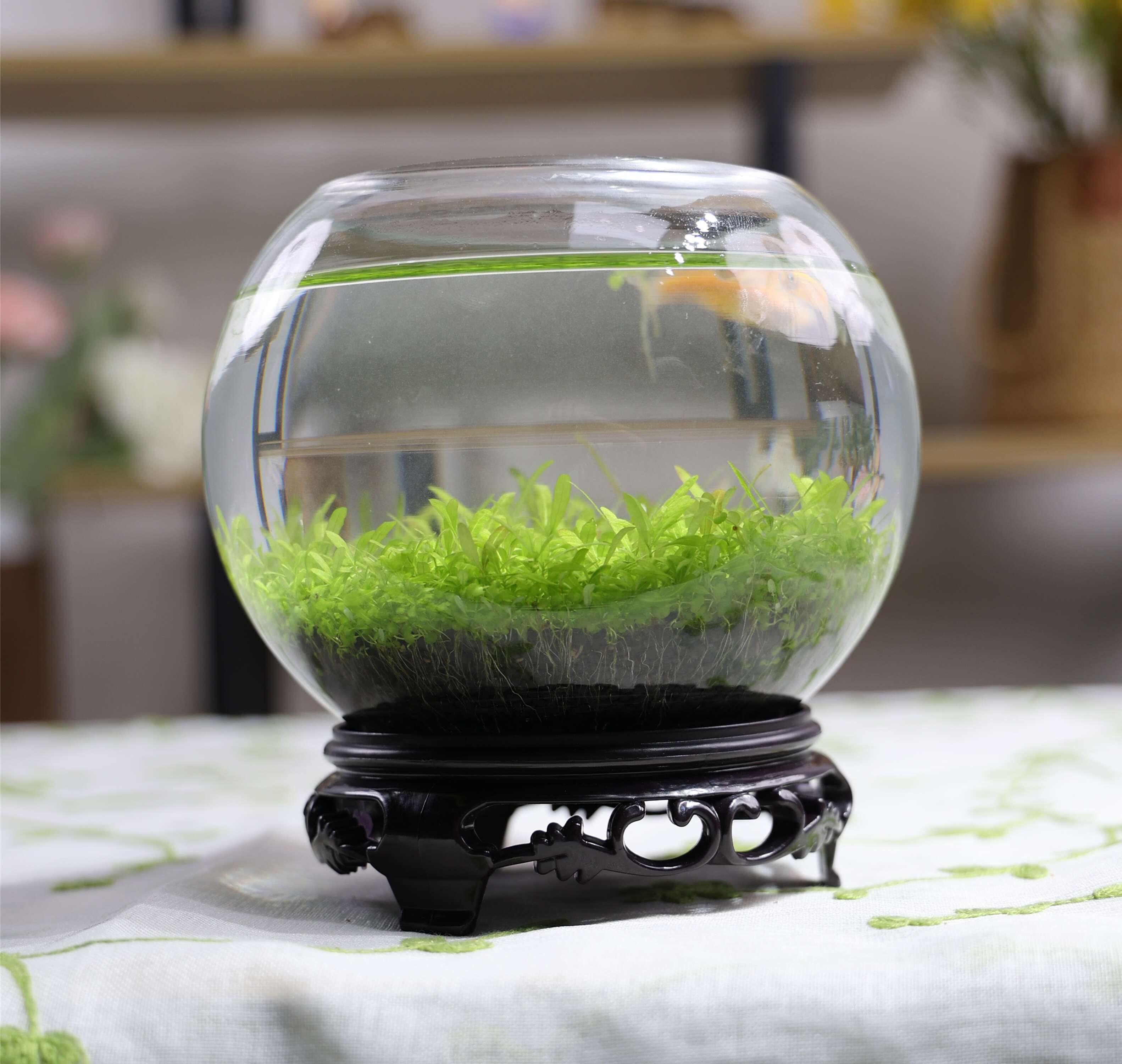 Ecological Fish Bottle Aquarium - Miniature Glass Tank